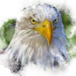 bald eagle, bird, animal-6831572.jpg