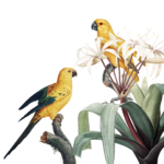 bird, parrot, ornithology-4449891.jpg